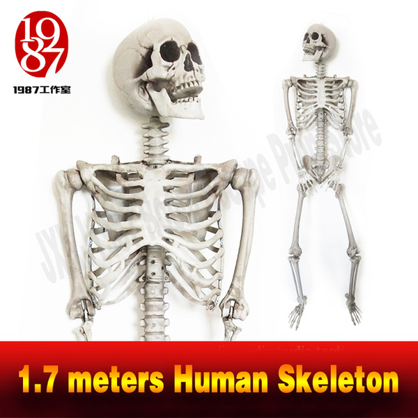 New decoration for escape rooms 1.7 meters Skeleton plastic Skeleton emulational decoration Halloween and terror theme jxkj1987 chamber