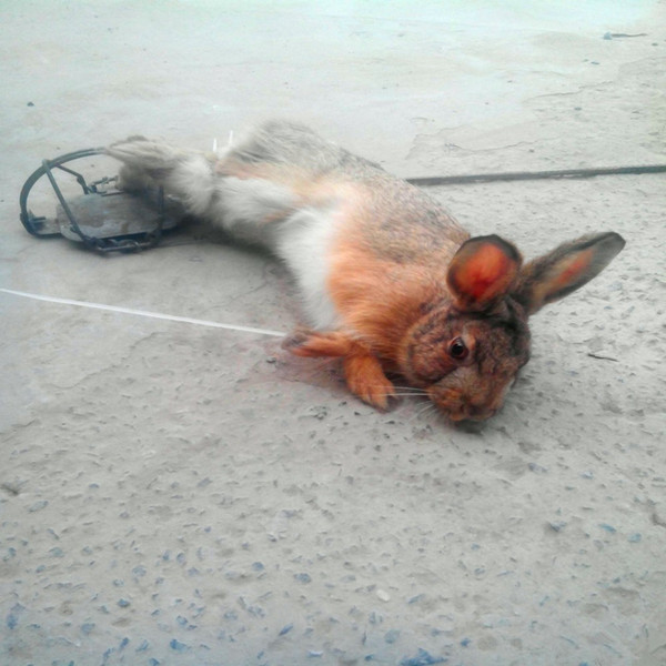 Wholesale-Best Sell high quality animal traps and snare /spring trap /leg hold trap free shipping with low price