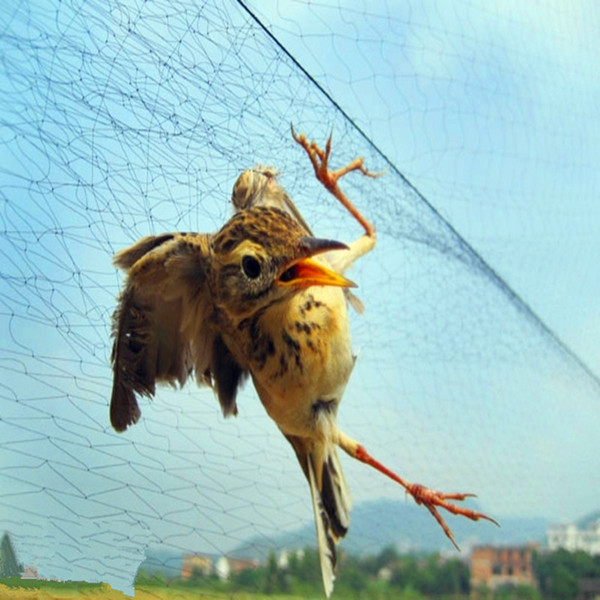 Wholesale-Low Price bird snare /bird net/ with high quality free shipping from China