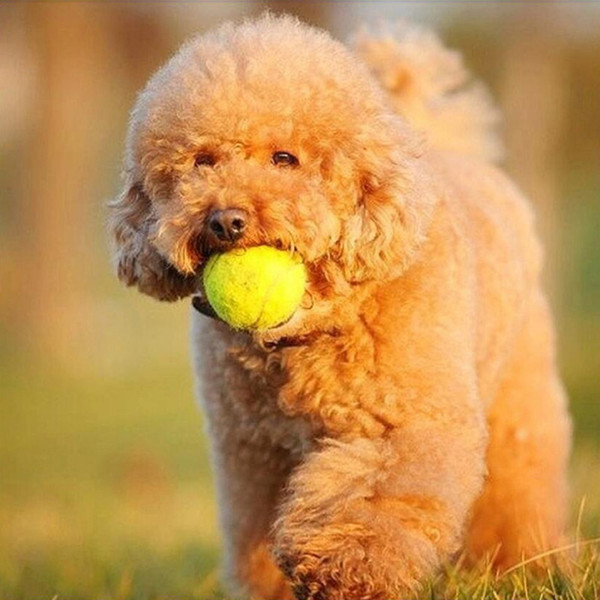 New Pet Dog Tennis Ball Petsport Thrower Chucker Launcher Play Toy Free Shipping