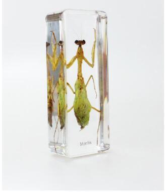 Mantis Biology Teaching Appliance Acrylic Resin Embedded Insect Paperweight Transparent Mouse Block Kids Science Learning&Education Specimen