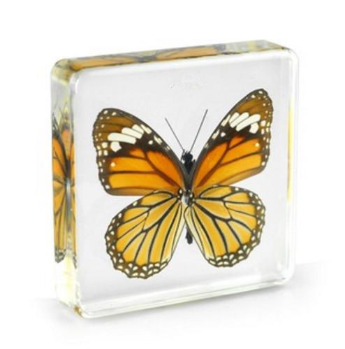 The common Tiger-Danaus Genutia Specimen Resin Embedded Paperweight Transparent Mouse Learning&Education Toys New Kids Biology Science Kits