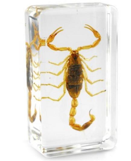 Golden Scorpion Teaching Specimen Resin Embedded Scorpion Block Transparent Mouse Paperweight Student Popular Natural Biology Science Kits