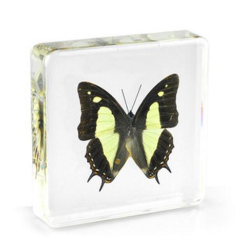 Common Nawab Specimen Acrylic Resin Embedded Butterfly Paperweight Toys&Gifts Transparent Mouse New Type Kid Learning&Education Science Kits