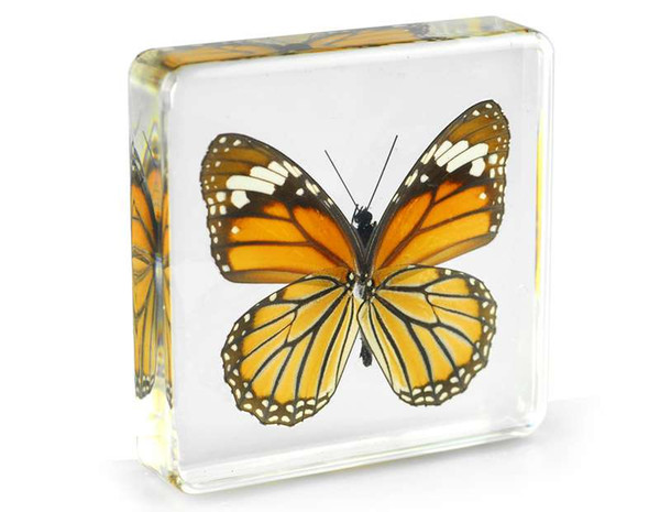 Acrylic Resin Embedded Real Butterfly Specimen Paperweight Transparent Mouse Insect Learning&Education Toys Kids Biology Science Kits Gifts