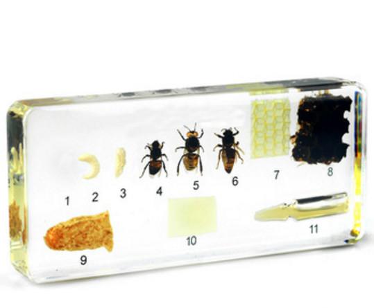 Life Cycle of Honeybee Specimen Resin Embedded Honeybee Biological Specimen Transparent Mouse Block New Kids Learning&Education Science Kits