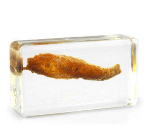 Sea Cucumber Specimen Resin Embedded Plants Teaching Specimens Transparent Mouse Paperweight New Student Science Learning&Education Tools