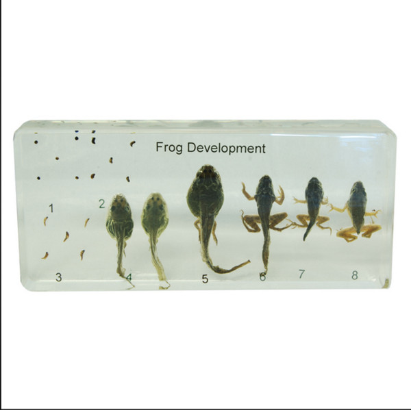 Life Cycle of Frog Specimen Resin Embedded Frog Developement Specimens Transparent Mouse Paperweight Student Biology Learning&Teaching Aids