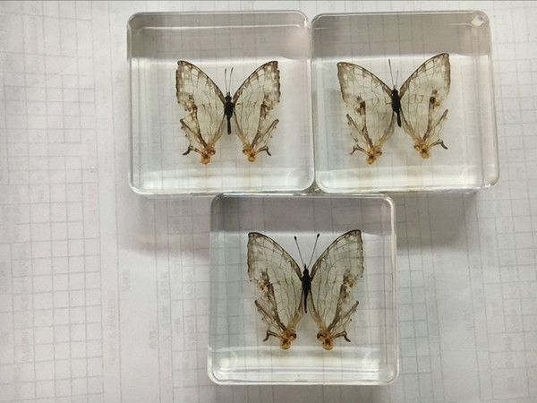 Cyrestis Thyodamas Specimen Resin Embedded Butterfly Learning&Education Toys Transparent Mouse Paperweight New Biology Teaching Science Kits