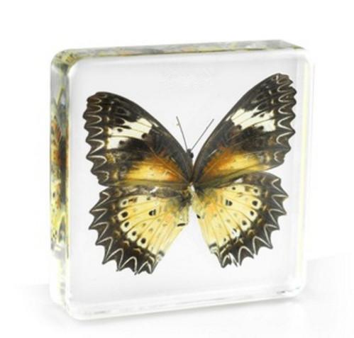 Leopard Lacewing Specimen Acrylic Resin Embedded Butterfly Collection Toys&Gifts Transparent Mouse Paperweight New Type Kids Science Kits