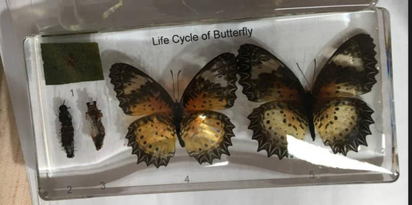 Life Cycle of Butterfly Specimen Acrylic Resin Embedded Learning&Education Toys Transparent Mouse Paperweight New Kids Biology Science Kits