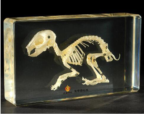 Rabbit Skeleton Biology Specimen Acrylic Resin Embedded Real Skeleton Science Kits Transparent Mouse Paperweight New Student Education Gifts