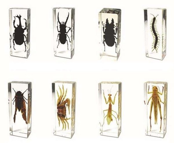 Real 3D Educational Insect Specimem Toys&Gifts Acrylic Resin Embedded Bugs Collect Transparent Mouse Paperweight Kids Science Learning Kits