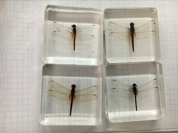 Dragonfly Biology Specimen Acrylic Resin Embedded Insect Paperweight Transparent Mouse Block Kids New Science Learning&Teaching Appliance