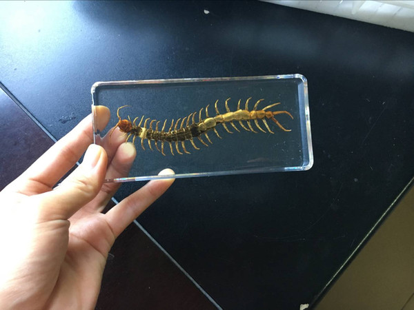 Red Head Centipede Specimen Resin Embedded Real Centipede Biological Toys&Gifts Transparent Mouse Paperweight Kids New Science Teaching Kits