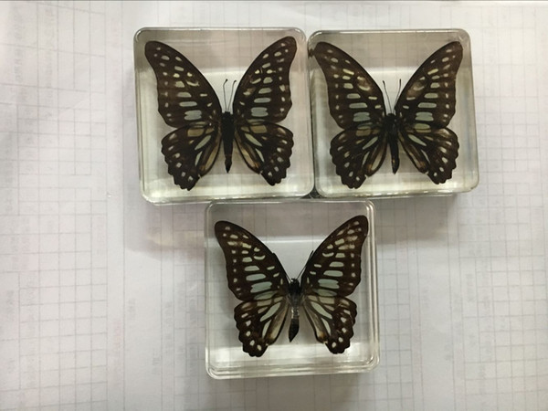 Acrylic Resin Embedded Graphium Doson Specimens Paperweight Learning&Education Toys Transparent Mouse New Type Biology Teaching Science Kits