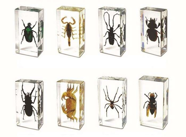 Real Insect Embedded Specimen Paperweight Learning&Education Toy Transparent Mouse Acrylic Resin Animal Collection Nature Science Kit