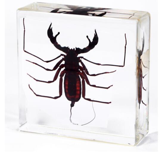 Whip Scorpion Specimen Acrylic Resin Embedded Real ScorpionBiology Teaching Science Kits Transparent Mouse Paperweight Kids New Toys&Gifts