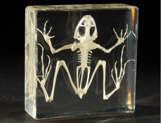 Frog Skeleton Biology Specimen Acrylic Resin Embedded Animal Skeleton Paperweight Transparent Mouse Kid New Science Learning&Teaching Kits