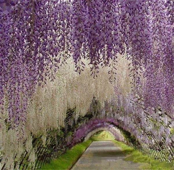 12 pic 75 cm Bridal Accessories Artificial Flowers Simulation Wisteria Vine Wedding Decorations Long Short Silk Plant Bouquet Office Garden