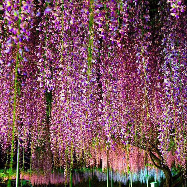 New 2018 Wisteria Wedding Ideas Elegant Artifical Silk Flower Wisteria Vine Wedding Decorations 3 Forks Per Piece More Quaitly Party Decor