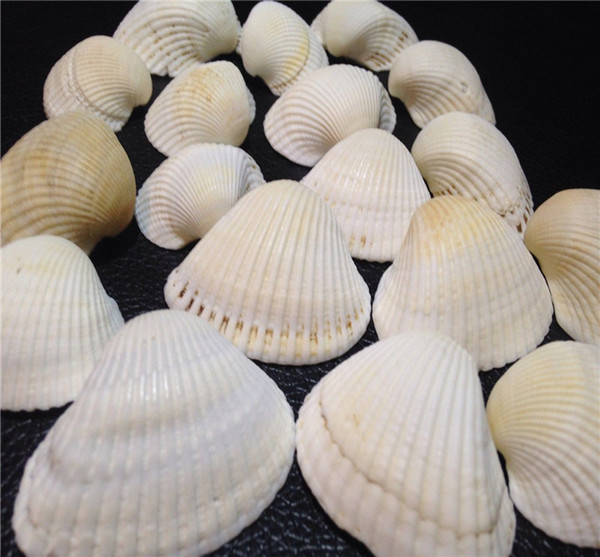 White Shell 100 TINY MIXED SEASHELLS Small Sea Shells Craft Wedding Beach Confetti Mediterranean White Sea Shell Natural Conch Shells