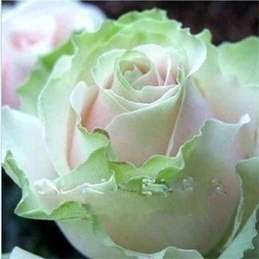 Free Shipping Light Green Pink And White Rose Seeds *200 Pieces Seeds Per Package* New Arrival Three Colors Ombre Charming Garden Plants