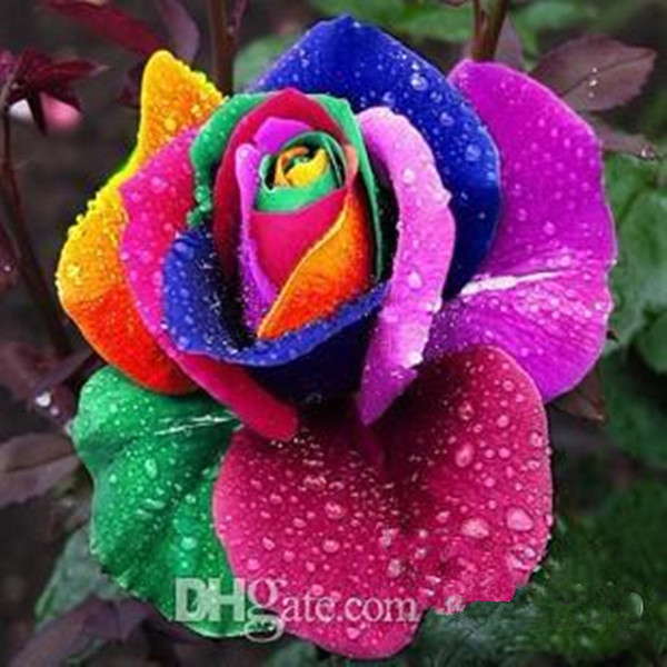 Hot Sale FREE SHIPPING 100 Seeds climbing rose seeds plants Spend climbing roses Seed Potted flower Home Plant/Garden Rose Seeds