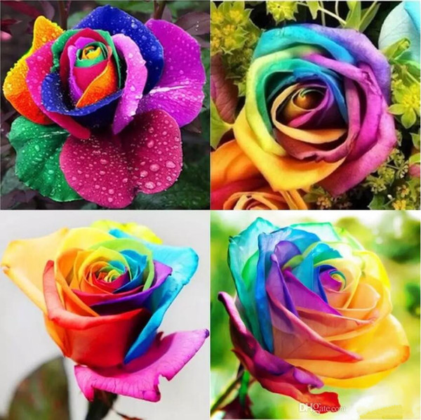 Rose Seeds Free Shipping Colorful Rainbow Flower Seeds Easy-growing DIY Home Garden Plant Rose Seed Home Decoration 100pcs/bag