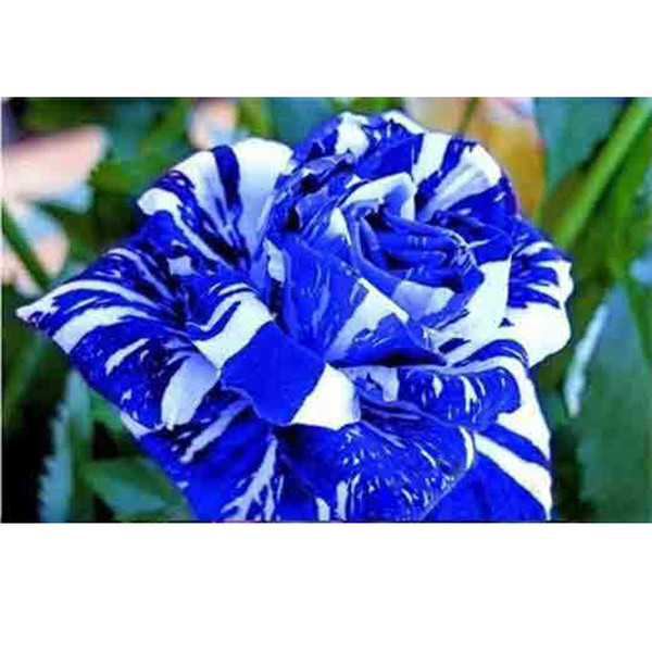 Cheap Rose Flower Seeds 200 Seeds Per Package Blue And White Mixed Color Balcony Potted Flowers Garden Plants