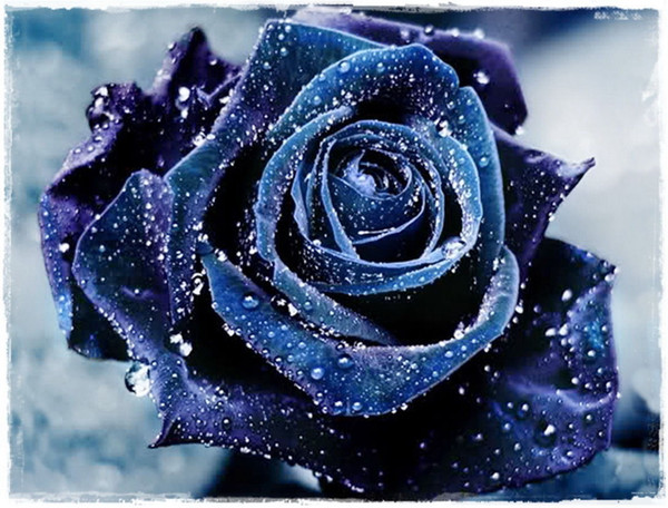 Fast Shipping Rare Beautiful Navy Blue Rose Flower Seeds *100 Pieces Seeds Per Package* New Arrival Two Colors Charming Garden Plants