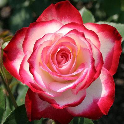 Free Shipping Cheap Monaco Duke Rose Flower Seeds 300 Seeds Per Package Balcony Potted Flowers Garden Plants