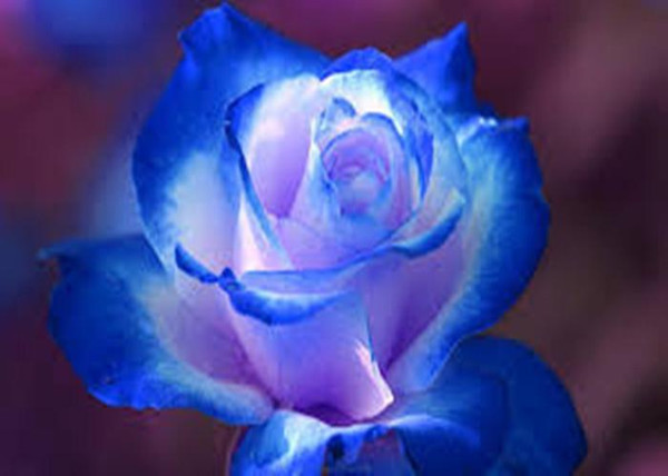 Fast Shipping Light Pink And Blue Rose Seeds *100 Pieces Seeds Per Package* New Arrival Two Colors Ombre Charming Garden Plants